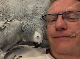 African Grey parrot