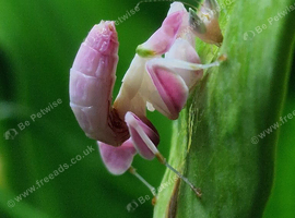 2nd instar Orchid Mantis