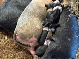 Saddleback cross weaners