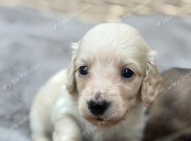 KC reg, English cream Miniature Dachshund puppies