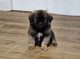 Male Tibetan Spaniel