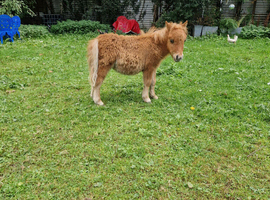 Minature shetland colt