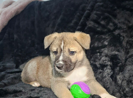 70% Akita x staff 30%