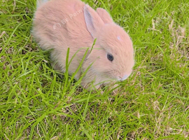 We have lots of rabbits, there are 45 days olds and there are 70 days olds and there are 90 old