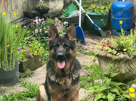 Exceptional KC Registered German Shepherd Male &ndash; Forever Home Required