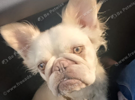 Female fluffy frenchie