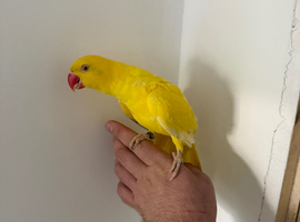 Indian Ringneck