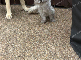 Chinchilla persian female