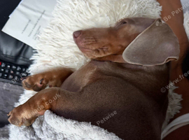 Miniature Dachshunds