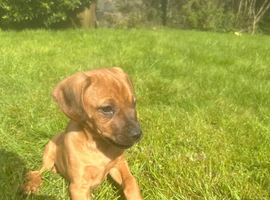 Ridgeback cross spaniel (cocker ridge)