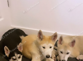 Husky Puppies