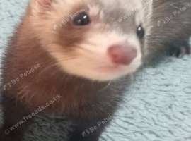 THE CUTEST LITTLE GIRL YOU'LL EVER MEET! 13-WEEK-OLD JILL