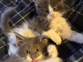 Pedigree maincoon male kittens