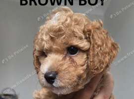 CAVAPOOCHON LITTER