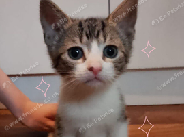 6 kittens ready for their forever homes