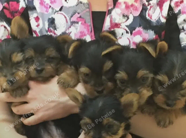 Yorkshire terrier miniature puppies