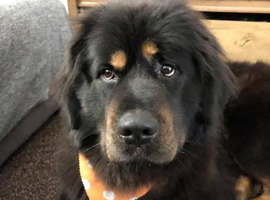 7 year old Tibetan
