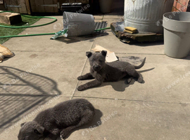 Blue German shepherd puppies
