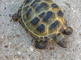 Horsfiled Tortoise