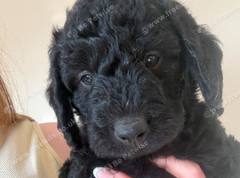 F1 Miniature Labradoodle puppies