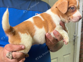 Jack Russell puppy&rsquo;s