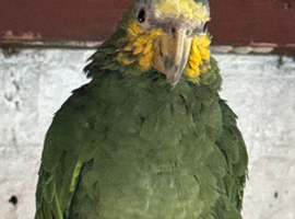 Yellow headed Amazon