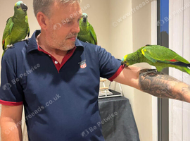 Hand reared baby blue fronted amazon