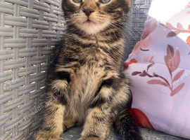 Tabby male kittens ready now