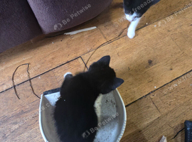 3 kittens