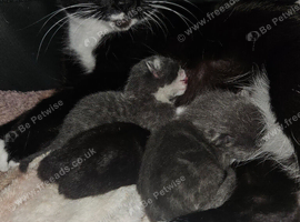 Last black female kitten