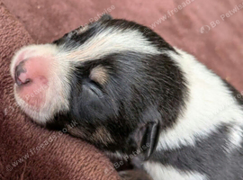 Puppys needing homes