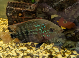 Flowerhorn hybrids