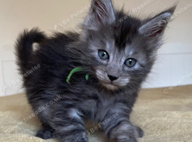 TICA registered from health tested parents