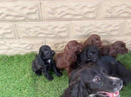 Cockapoo puppies