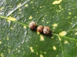 Nui Chua Rabaeyae Eggs Approx. 5-10