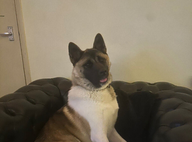 Akita