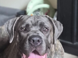 10 month male cane corso
