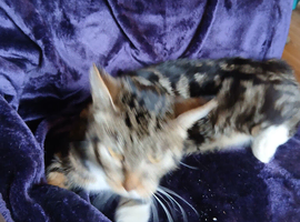 8 week old kittens