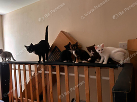 Stunning litter of kittens