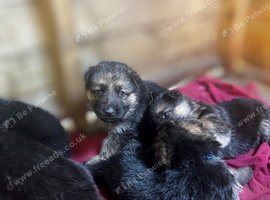 Old school shepherd puppies