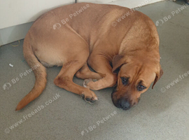 Rehoming Bullmastiff cross German shepherd