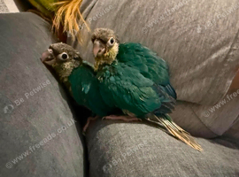 Beautiful hand reared baby conures