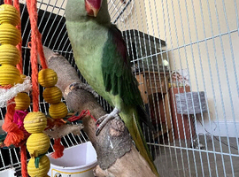 Female Alexandrine parrot
