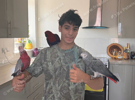 Male African grey for sale