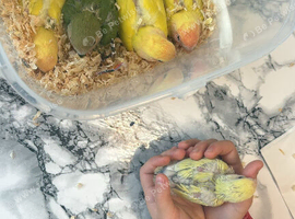 Baby LOVEBIRDS ready for reservations!