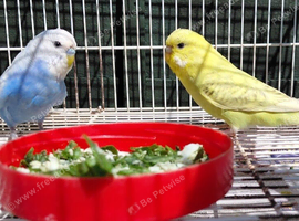 6 baby budgie splits