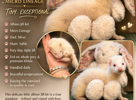 Tiny albino Jill kit