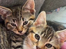 British shorthair x tabby