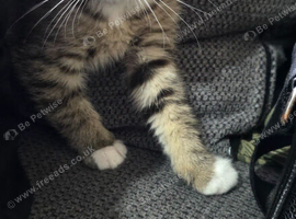 Half british short hair half moggy