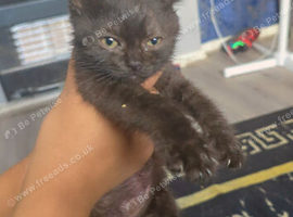 &pound;20 NEED REHOMING ASAP